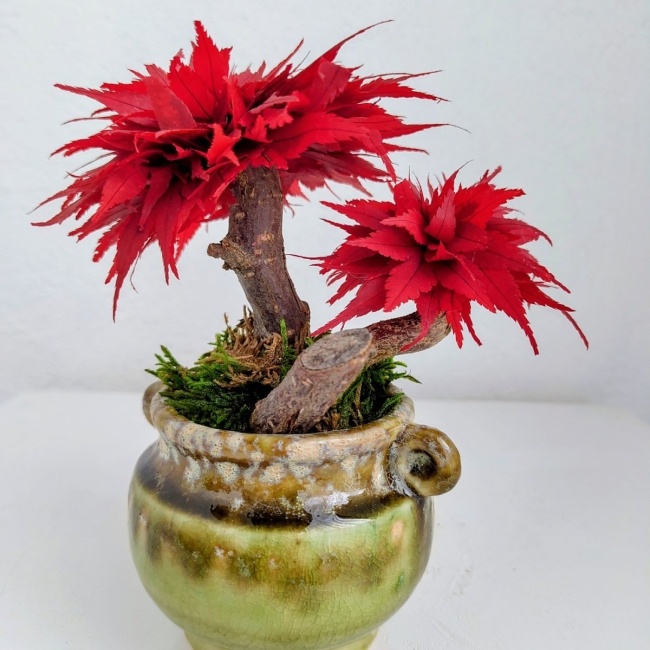 Mignon petit bonsai en Erable 